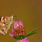 Painted Lady