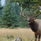 Bull Elk in rutt