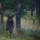 Bull Elk in rutt