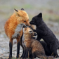Nose to Nose