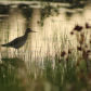 Solitary 