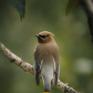 Wary Waxwing
