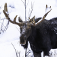 Algonquin Bull Moose Portrait