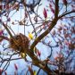 Magnolia Nest