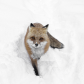 Inquisitive Red Fox