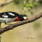 Grosbeak Yoga