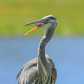The Great Blue