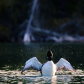 Common Loon