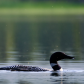 A pair of common loon