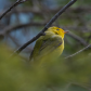 Wilson's Warbler