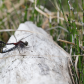 Mating pair of Boreal Whiteface