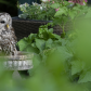 Garden Owl