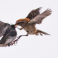 Battle of the Songbirds