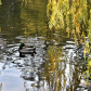 Duck Frame
