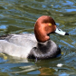 Red Head