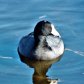 This Coot's a Hoot
