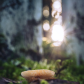 Mushroom 1