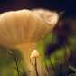 Mushroom buddies