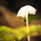 Mushroom shelter