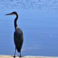 Heron Reflection