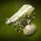 Caught in a Web