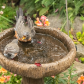 Battle of the Birdbath