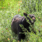 Bears and Berries
