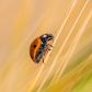 Lady on Wheat