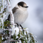A Grey Jay kind of day