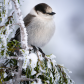 A Grey Jay kind of day