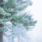 Frost Giants