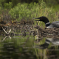Loon on Her Nest