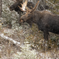 Twin Bull Moose