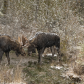 Twin Bull Moose