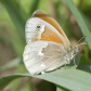 Egg laying Common Ringlet butterfly 
