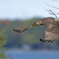 Red-tailed hawk