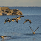 Canada Geese in flight