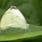 White cabbage butterflies 