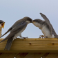 Swallow envy 