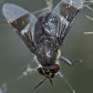 Orb weaver Versus deer fly