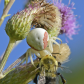 Female Goldenrod Crab spider with bumblebee