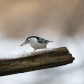 Mini Tree Ninja - The Nuthatch