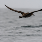 Skimming the waves