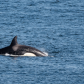 Killer Whale in pursuit of a Surf Scoter