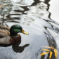 Like water off a duck's back!