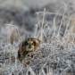 Short-eared Owl hiding out in the long grass