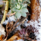 Succulents in snow