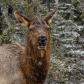 Elk In Snow