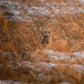 Hide & Seek 
