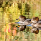 Merganser Wonderland